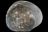 Polished Ammonite (Dactylioceras) Half - England #103789-1